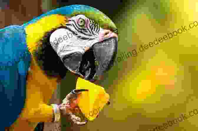 A Blue And Gold Macaw Feasting On A Variety Of Tropical Fruits, Nuts, And Seeds, Showcasing Their Diverse Dietary Preferences. Blue And Gold Macaws Karen Anne Golden