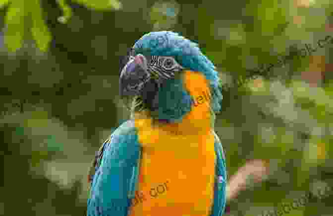 A Blue And Gold Macaw Soaring Through A Lush Rainforest, Highlighting The Critical Role These Birds Play In Maintaining Ecosystem Balance And Biodiversity. Blue And Gold Macaws Karen Anne Golden