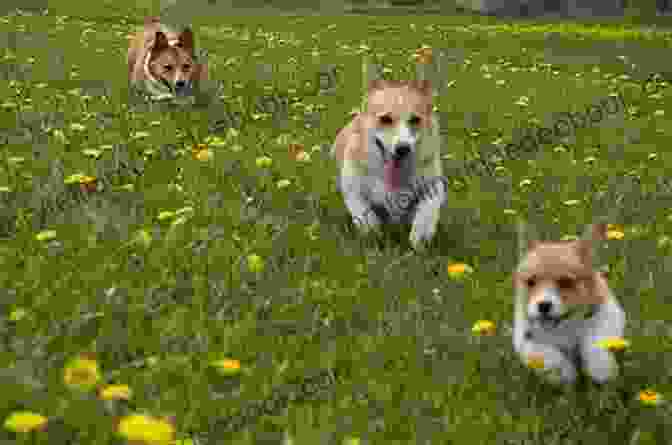 A Corgi Running Through A Field, Its Tongue Lolling Happily Ode To My Corgi: An Appreciation For My Dog In Rhyme