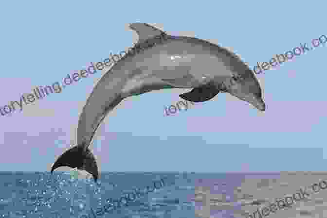A Dolphin Jumping Out Of The Water Dolphins: A Kid S Of Cool Images And Amazing Facts About Dolphins (Nature For Children 5)