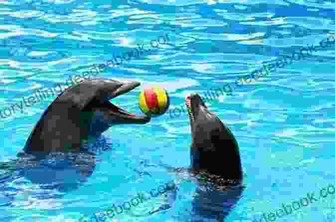 A Dolphin Playing With A Ball Dolphins: A Kid S Of Cool Images And Amazing Facts About Dolphins (Nature For Children 5)