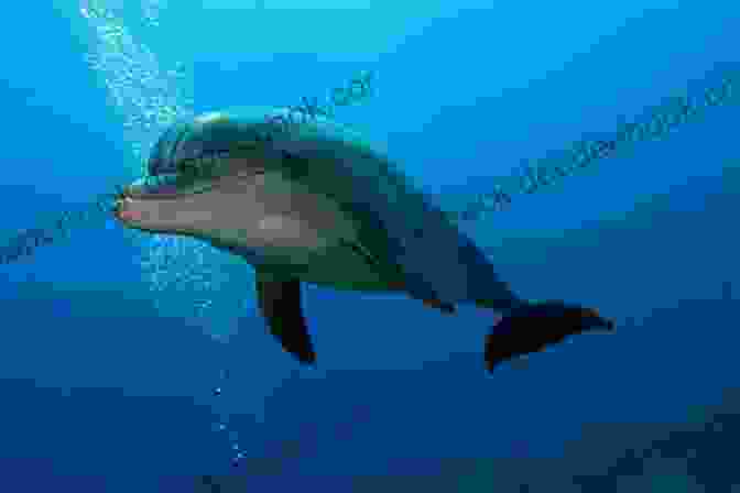 A Dolphin Swimming In The Ocean Dolphins: A Kid S Of Cool Images And Amazing Facts About Dolphins (Nature For Children 5)