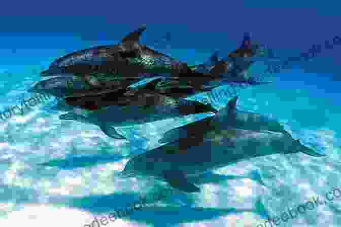 A Dolphin Swimming With A Group Of Other Dolphins Dolphins: A Kid S Of Cool Images And Amazing Facts About Dolphins (Nature For Children 5)