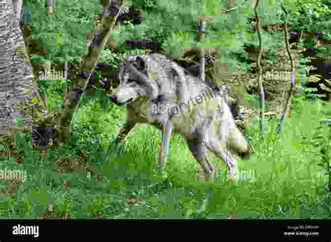A Fierce Wolf Stalking Through The Forest, Its Body Low To The Ground And Its Ears Alert For Any Sign Of Prey. Fierce Wolf (Winter Wolves 3)