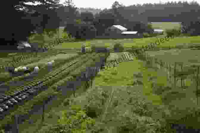 A Flourishing Mini Farm With Rows Of Vegetables, Grazing Livestock, And A Small Rustic Farmhouse How To Start A Mini Farm For Beginners: To A Successful And Thriving Mini Farm: Mini Farming For Beginners