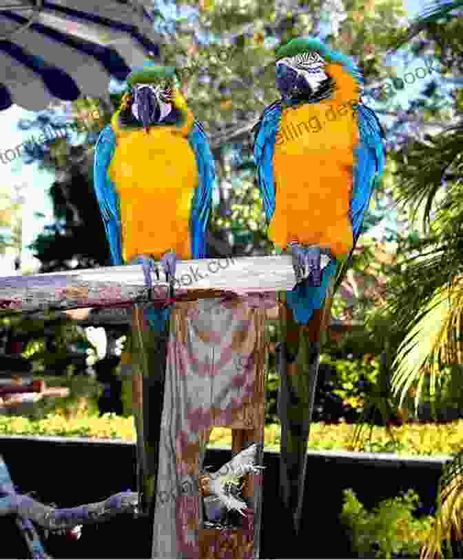 A Nesting Pair Of Blue And Gold Macaws Tending To Their Eggs, Showcasing Their Dedicated Parenting And The Importance Of Family Bonds In Their Lifecycle. Blue And Gold Macaws Karen Anne Golden