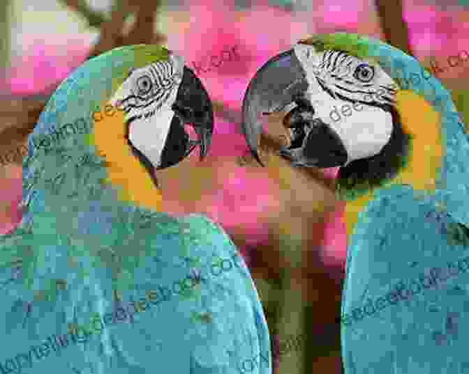 A Pair Of Blue And Gold Macaws Engaged In A Playful Courtship Dance, Displaying Their Elegant Aerial Maneuvers And Synchronized Movements. Blue And Gold Macaws Karen Anne Golden