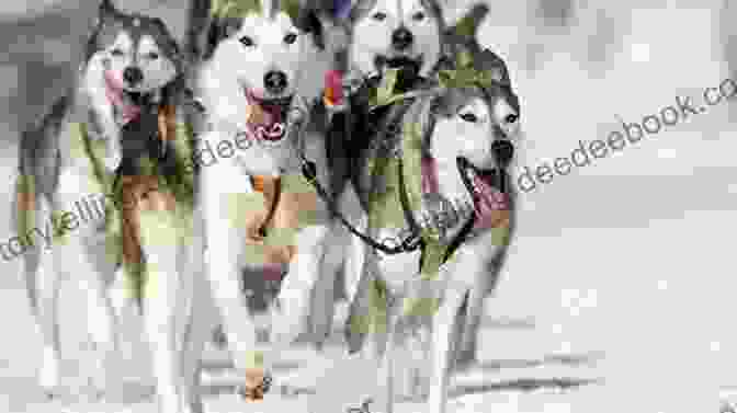 A Team Of Huskies Pulling A Sled Across A Snowy Plain Siku: A Short Story Of Dogs And Dirty Tricks In The Arctic (Greenland Crime Stories 16)