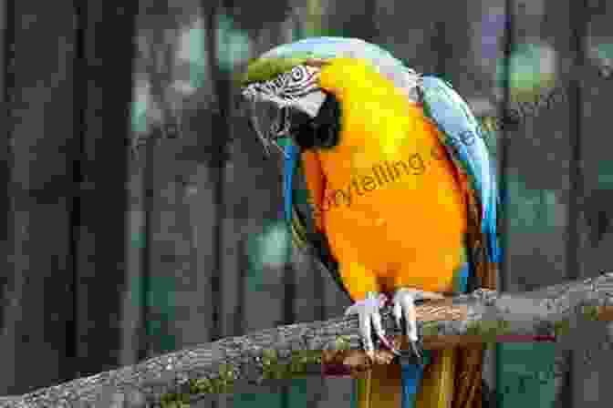 A Vibrant Blue And Gold Macaw Perched On A Branch Amidst Lush Foliage. Blue And Gold Macaws Karen Anne Golden