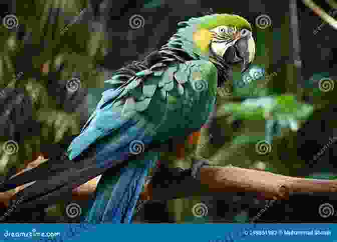Detailed Anatomical Illustration Of A Blue And Gold Macaw, Showcasing Its Vibrant Plumage And Unique Physical Characteristics. Blue And Gold Macaws Karen Anne Golden