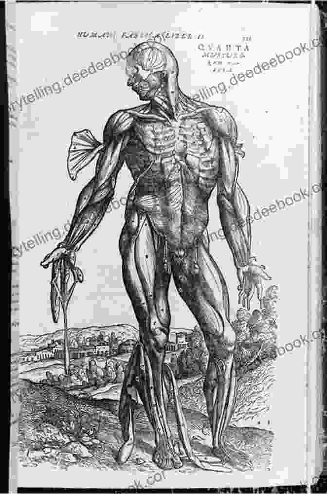 Detailed Anatomical Illustrations From Vesalius's De Humani Corporis Fabrica, Which Accurately Depicted The Human Body And Helped To Dispel Centuries Of Misinformation And Superstition. The King S Anatomist: The Journey Of Andreas Vesalius