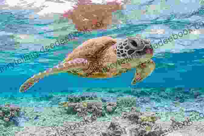 Marine Biologist Observing A Sea Turtle In A Coral Reef Ecosystem Oceanography And Marine Biology: An Annual Review Volume 57 (Oceanography And Marine Biology An Annual Review)