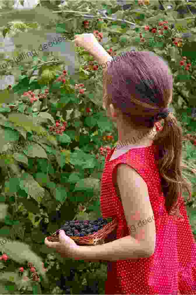 Photo Of A Young Girl Picking Blackberries In A Field Living Off The Land At Granny S